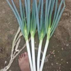 平度本人常年代办大葱，本地货源充足