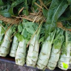 郯城红花9月红叶莴笋莴苣抢占先机