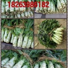 郯城莴苣假一赔十,红花周加伟诚信合作