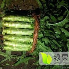 郯城G2高速张盛磊10月福建永安红莴苣