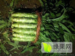 2015年山东郯城福建永安红价格