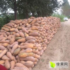 蒙城县庄周种植专业合作社金韩蜜本南瓜