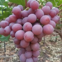 大荔葡萄早买早赚陕西李海龙诚信合作