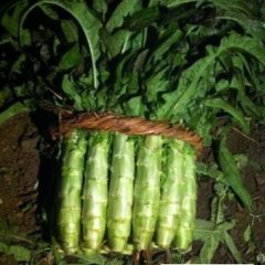 郯城莴苣香甜可口,红花张胜雨诚信合作