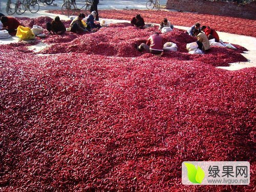 2016年河南通许三樱椒价格
