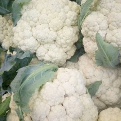 2016东昌府本地区菜花现以大量上市，花白手
