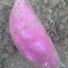 河北栾城天气慢慢转凉，红薯已成熟