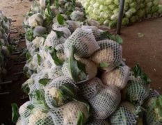 供应：通许县蔬菜基地 低价大量供应精品花菜