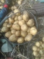 本地大量土豆以上市，延署四个头大