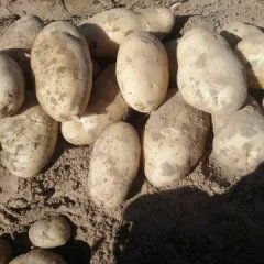 陕西定边夏波蒂土豆绿色无公害