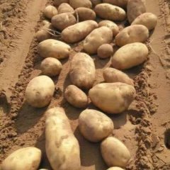 定边定边孙相龙9月克新一号土豆