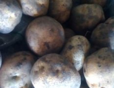 自家选优质地块种植的延薯四号土豆
