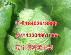 辽宁凌海黄心菜，91-12大量上市中