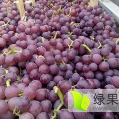 河北藁城巨峰葡萄口感爽口