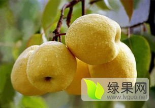陕西砀山酥梨批发价格