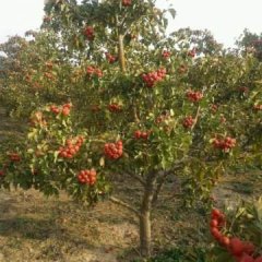 绛县山楂价格行情平稳,卫庄孙春群诚信合作