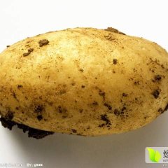 科右前旗保门刘兆臣9月荷兰七号土豆