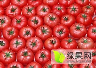 山东莘县齐达利西红柿早买早赚