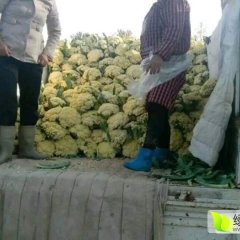 河南通许白面青梗松花菜菜花绿色无公害