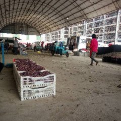 郑州毛庄市场求购葡萄 要串大粒好，颜色好