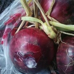 2016集宁洋葱抓住商机无限