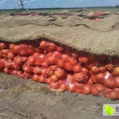 集宁南瓜产销两旺李先生诚信合作