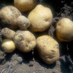 扶余土豆聚焦市场,扶余张山子诚信合作