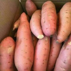 泗水徐家徐清杰9月商薯19红薯