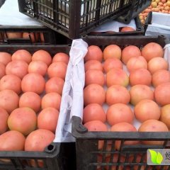 河南省新乡市延津县粉红西红柿基地