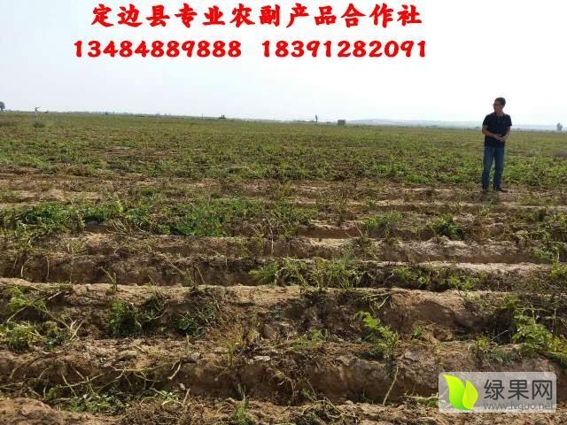 2016年陕西定边荷兰十五价格