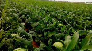山西应县甘蓝大量上市了