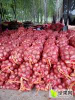 山西应县洋葱火热上市应县老李诚信合作