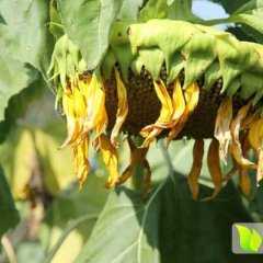 内蒙赤峰大量供应363葵花、美葵5009等