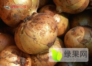 甘肃玉门黄皮洋葱火爆招商中