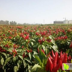 朝天椒，子弹头