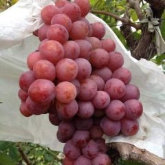 陕西大荔红提葡萄价格适宜