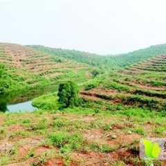 木兰大量山地西瓜即将开园，头茬瓜
