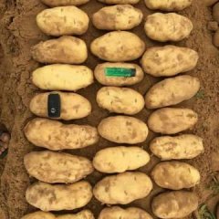 靖边土豆何去何从,东坑张茹茹诚信合作