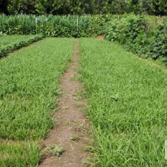 临淄稷下姚志平7月汉中韭王韭菜