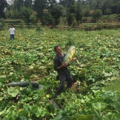 德江有500吨优质黑皮冬瓜