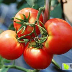 2017内黄西红柿值得出手