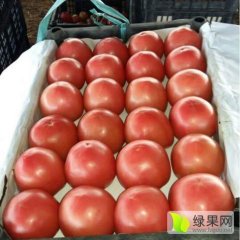 河南内黄硬粉西红柿逐渐升温