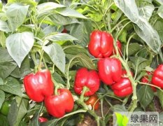 内蒙古杭锦后旗圆椒、茄门甜椒1元/斤
