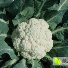 河南新乡县白面青梗松花菜菜花上货量大