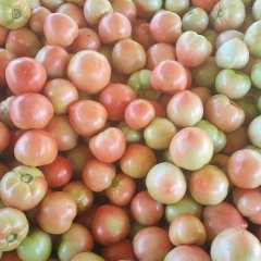 河北乐亭正是西红柿大量上市