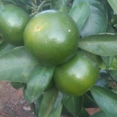 我地有大量柑橘特早、普早、南丰蜜桔