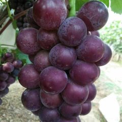 辛集前营韩朝华9月巨峰葡萄
