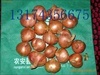 吉林农安我地每年都有大量优质毛葱预出售