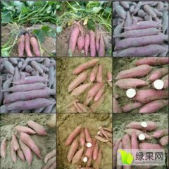 河南开封县商薯19红薯上货量大