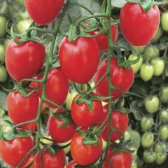 山东平度京丹1号圣女果价格行情平稳